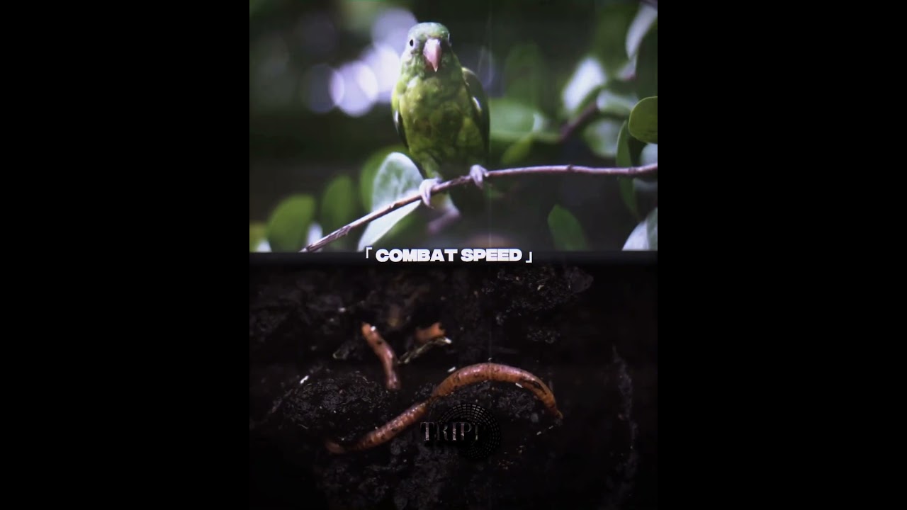 The early bird VS The worm | 