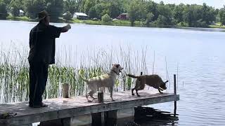 Chesapeake Bay Retriever vs. Labrador Retriever