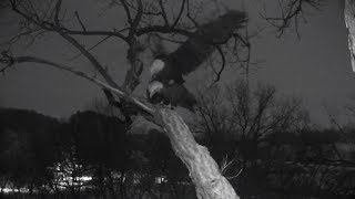 Decorah Iowa~Mating :)  ME2 is warming up the nest bowl~6:25 AM 2019\/01\/24