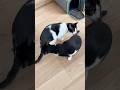 病院から帰ってきたらこれ #猫 #cat #かわいい