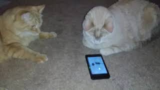 Cat Watches Mouse Videos by TheCatLife 7 views 4 years ago 6 minutes, 29 seconds