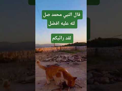 The Prophet Muhammad Peace And Blessings Be Upon Him Said I Have Seen You Hadith Hadith Ex 