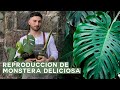 Cómo reproducir la Monstera Deliciosa. Esquejes en agua y tierra.