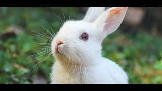 Cute Rabbit Video 🐰🐰🐇 | Rabbit Eating Video