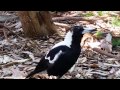 Australian magpie imitates alarm other birds dog