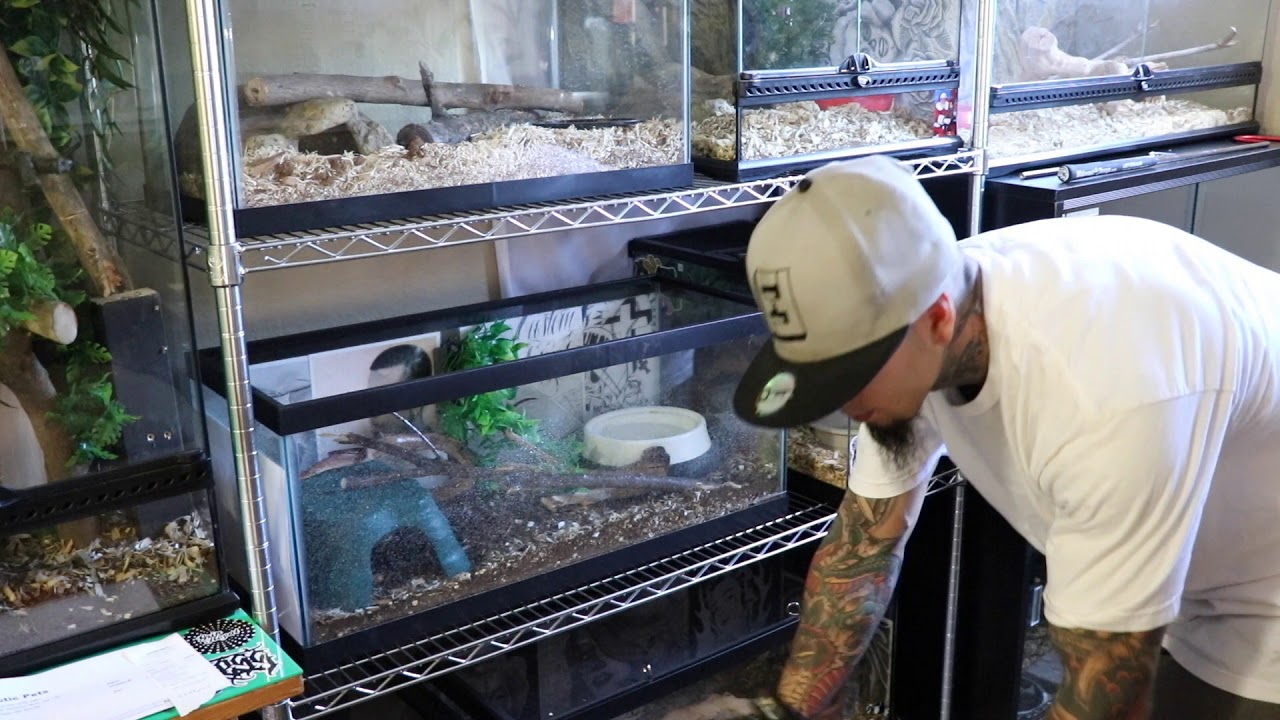 UNBOXING PAIR OF RED TAIL GREEN RAT SNAKES