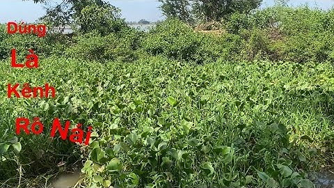 câu cá rô đồng trê vàng.Tiếp tục hành trình câu đêm ở vĩnh hưng long an