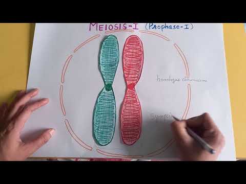 PROPHASE -I OF MEIOSIS -I :- synapsis,synaptonemal complex,bivalent/tetrad ,chiasmata(CELL DIVISION)