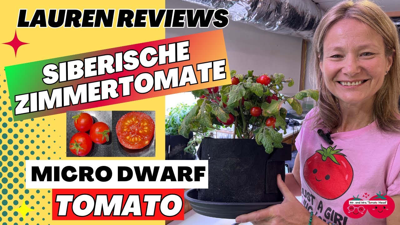 Lauren Reviews SIBIRISCHE ZIMMERTOMATE Micro Dwarf Tomato!