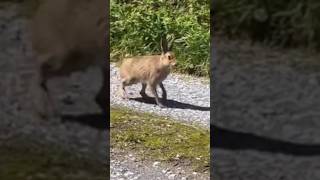 Celebrity Wild Rabbit running😳😱 wildlife animals #shorts #wildlife #rabbits #rabbit #viralvideo Profile