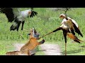 These Animals Messed With The Wrong Bird