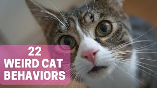 22 Weird Cat Behaviors You're Not Sure About by Animal Globe 80 views 2 weeks ago 12 minutes, 43 seconds