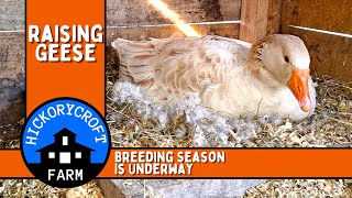Raising Geese | American Buff Geese | Tips For Breeding Season