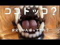 【浦田ココ】素敵な？実家へ連れてって