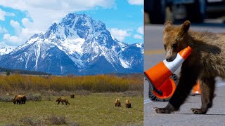 Grizzly 399 and 4 cubs eating and... Extended | Yellowstone in 4K | Inspire Wild Media by Inspire Wild Media 4,556 views 2 years ago 4 minutes, 29 seconds