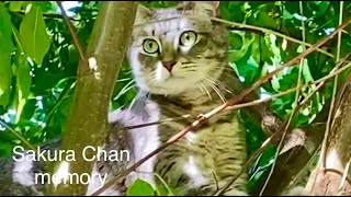 Cat SAKURA runs out and finds herself an EXCITING spot!!  #猫が逃げた by さくらちゃんメモリー Sakura Chan Memory 257 views 9 months ago 2 minutes, 23 seconds