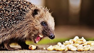 Funny Hedgehog Compilation 😅 [Funny Pets]