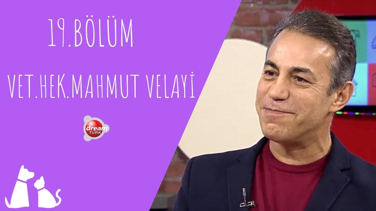 Evcil Hayvanlarda Kalp Hastalıkları | ÇOK YAŞA CAN DOSTUM