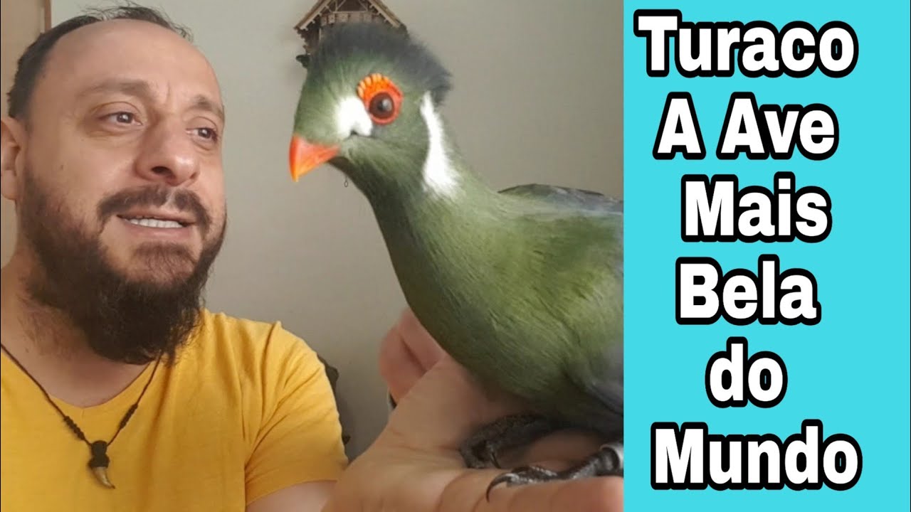 Ave mais bela do mundo o Turaco. Como Biólogo Henrique