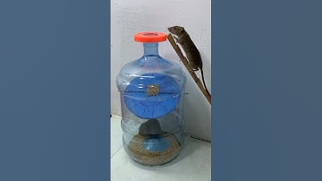 Best mouse trap ideas from old plastic bottles // Mouse trap 2 #rat #rattrap #mousetrap #shorts