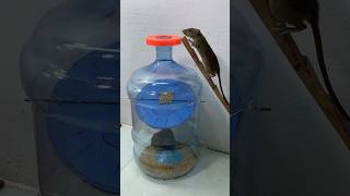 Best Mouse Trap Ideas From Old Plastic Bottles // Mouse Trap 2 #Rat #Rattrap #Mousetrap #Shorts