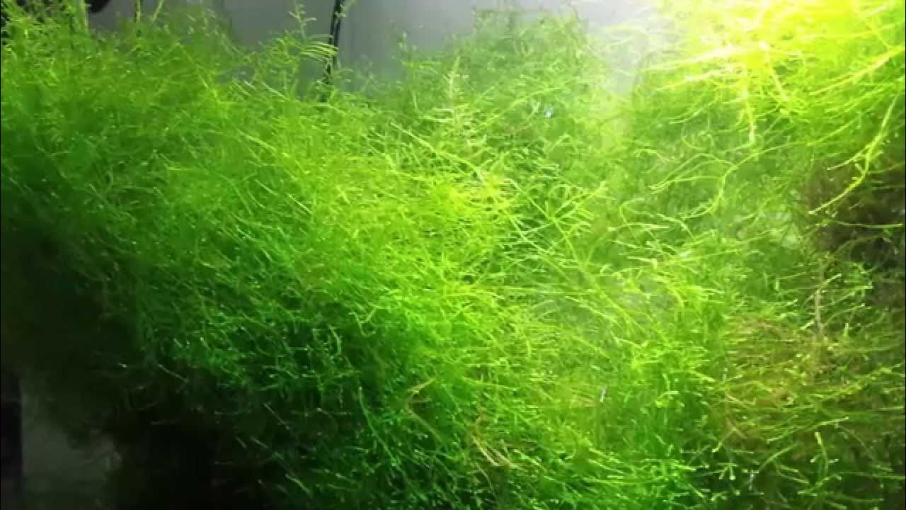 Java Moss Care Guide – Planting, Growing, and Propagation - Shrimp and  Snail Breeder