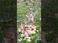 🐿️Nutty Squirrels🐿️ #shorts #shortsfeed #youtubeshort #birds #nature #animals #funny