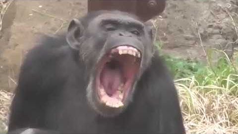 The Surprising Science Of Yawning Explained by Dr  Andrew C  Gallup