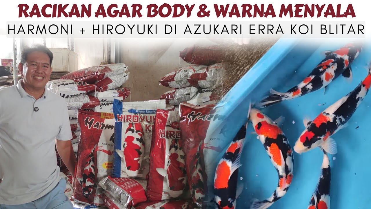 Daging Banget❗Penjelasan Lengkap Cara Agar Koi-mu Bulki & Warna Menyala 