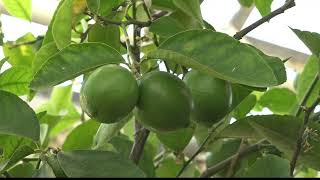 Utahs largest producing plant nursery shares tips for gardening this spring