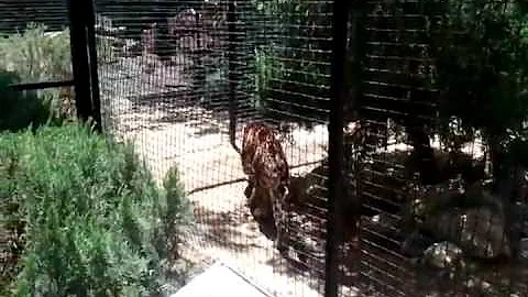 Video 7453561: chinese leopard, snow leopard, big cat rescue, cat feline