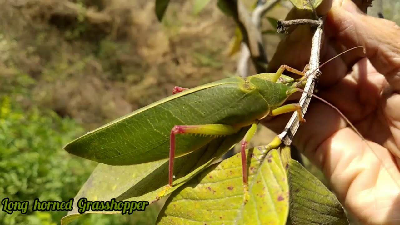 Longhorned Grasshopper.Nature gift body like Guava leaf .Attractive -Amazing body.ವಿಸ್ಮಯ ಶರೀರದ ಮಿಡತೆ