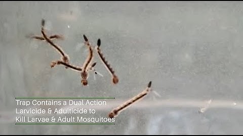 INZECTO Mosquito Trap Effectiveness