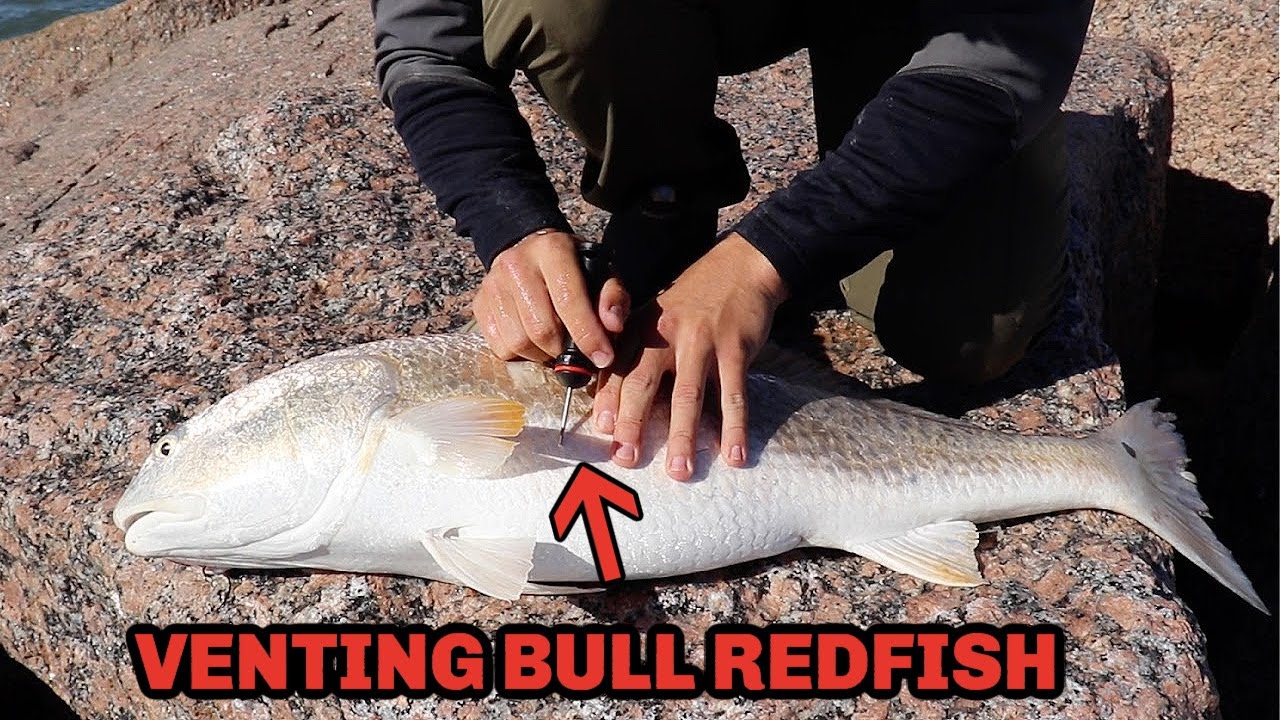 How to Vent Bull Redfish (Keep The Redfish You Catch Alive After