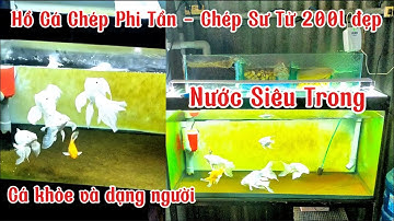 Hồ Lọc Đơn Giản Nước Siêu Trong- Hồ Cá Chép Phi Tần + Chép Sư Tử 200l Hoạt Động 6 Tháng.Hồ E Trọng