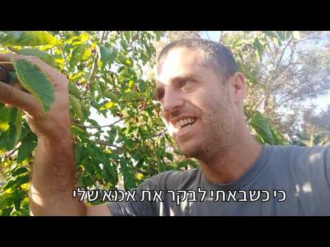 וִידֵאוֹ: תות שחור, או עץ תות