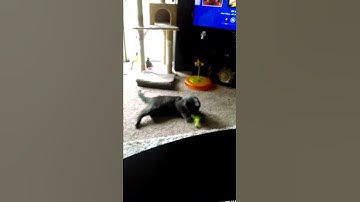 Catnip spray really helps..