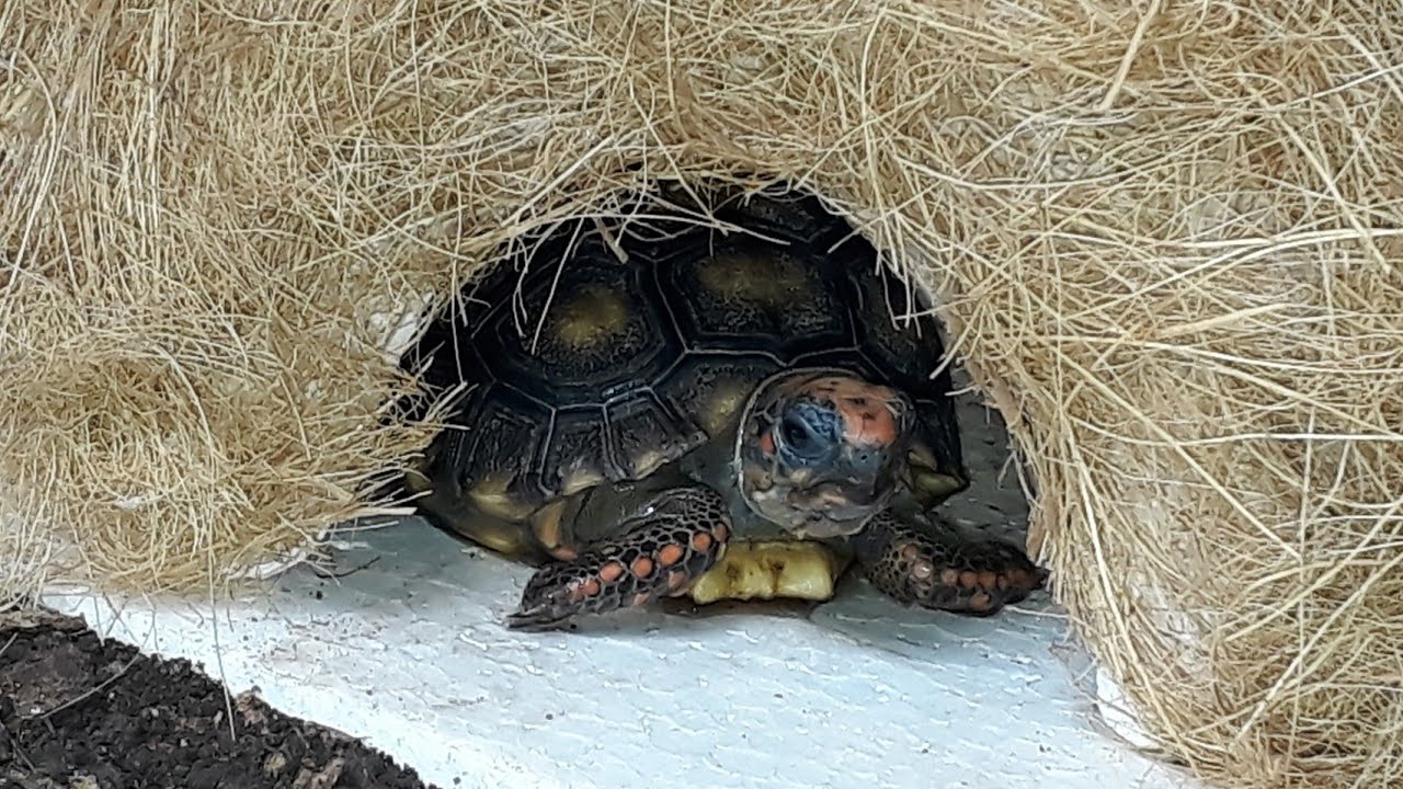 Como fazer Terrário para jabuti  gastando menos de 50