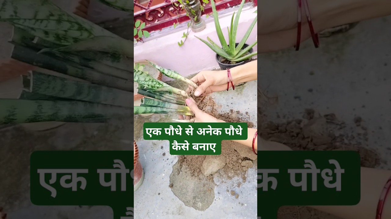 How to divide snack plant 