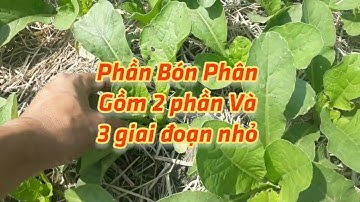 Kỹ thuật trồng củ cải và bón phân đúng cách để đạt năng suất cao