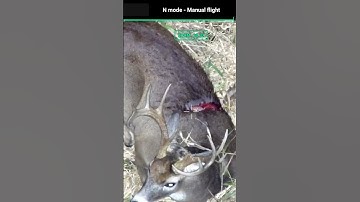 The things these thermal drones allow you to see