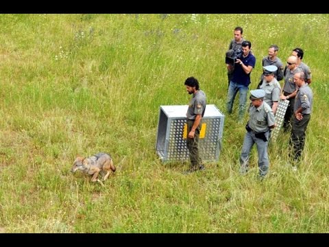 Vidéo: Quand Les 