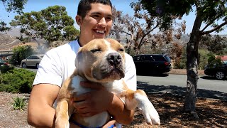 Major Goes Home #ClearTheShelters