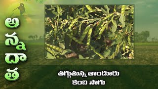 తగ్గుతున్న తాండూరు కంది సాగు | Farmers shift from Redgram to Cotton @Thandur | ETV screenshot 5