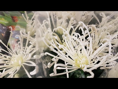 Video: Calathea (46 Fotografija): Briga Za Sobni Cvijet Kod Kuće. Tlo Za Presađivanje I Razmnožavanje, Vrste Rufibarba I Lanceta