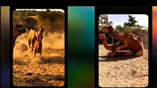 Funny Camel Clips How Camel Is Intelligence?