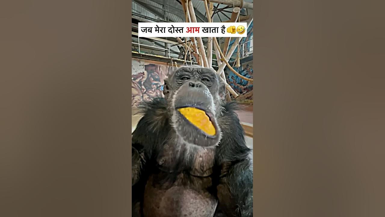 Jab Mera Dost Aam Khata Hai Tab Wah funny vipcomedy funnyvideo jab-mera-dost-aam-khata-hai-tab-wah-funny-vipcomedy-funnyvideo