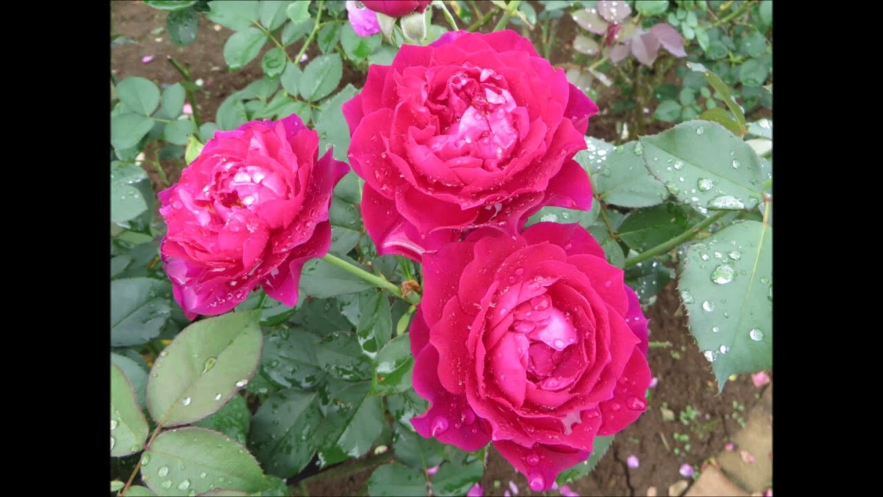 16mm映画フィルム「ライヤンツーリーのうた」1時間３０分 16mm映画フィルム「ライヤンツーリーのうた」1時間30分 16mm