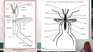 INSEKTA DIPTERA Nyamuk part1