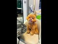 毛毛 还好我反应快 泰迪泰迪 这狗成精了 动物的迷惑行为 宠物泰迪 泰迪狗狗 萌宠视频 毛毛 还好我反应快 泰迪泰迪 这狗成精了 动物的迷惑行为 宠物泰迪 泰迪狗狗 萌宠视频